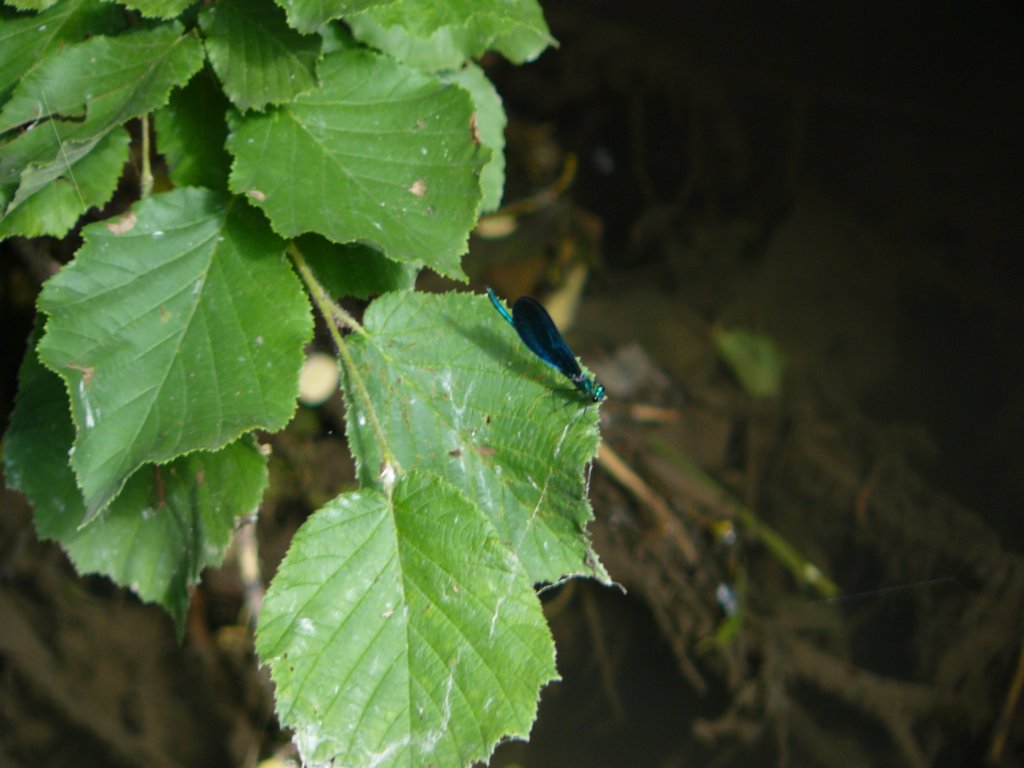 p1090530.jpg