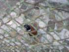 p1090598_small.jpg