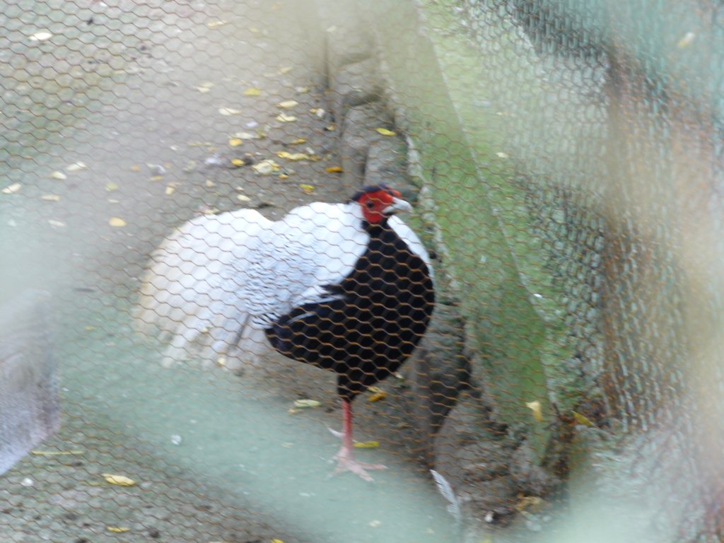 p1090604.jpg