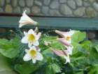 p1090756_small.jpg