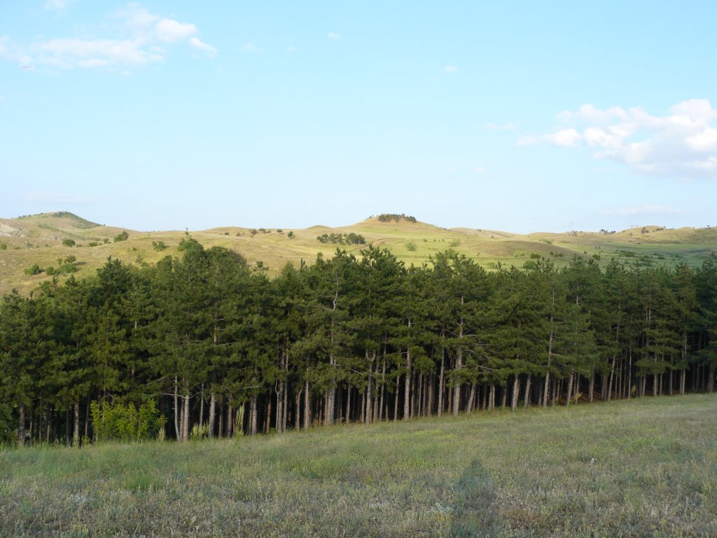 p1090857.jpg