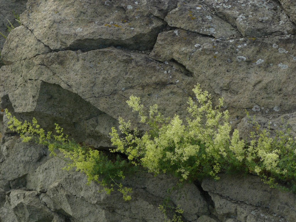 p1090871.jpg