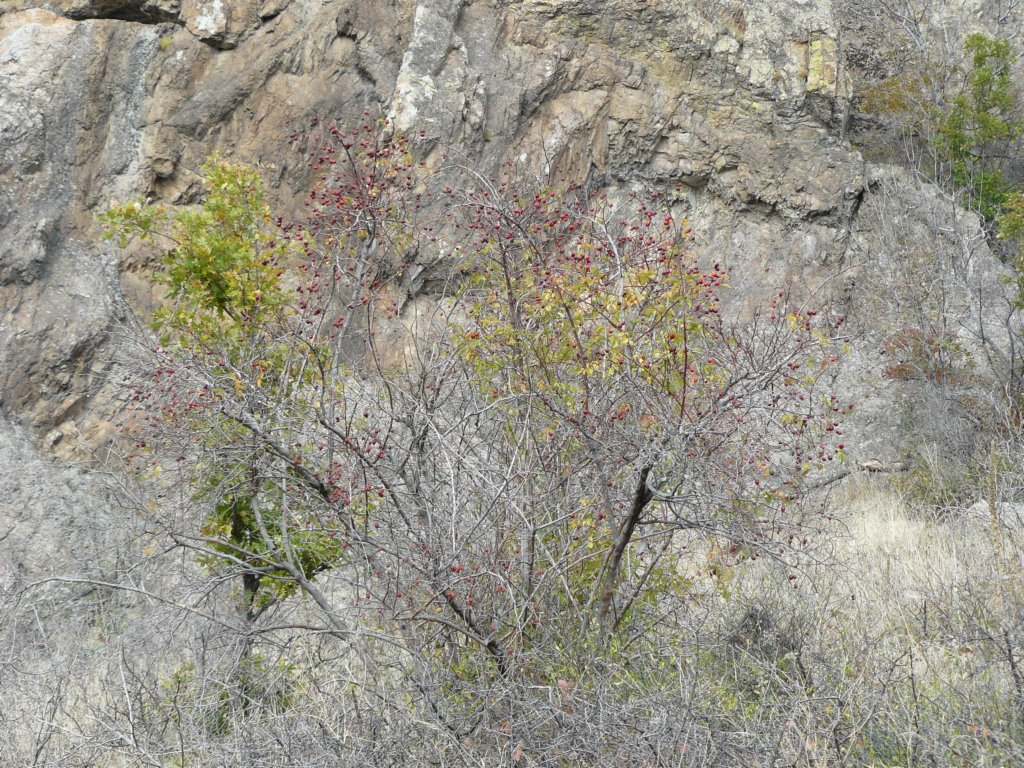 p1120144.jpg