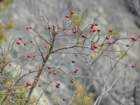 p1120145_small.jpg