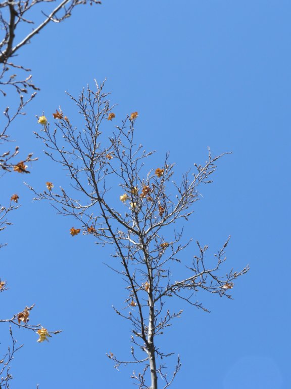 p1120163.jpg