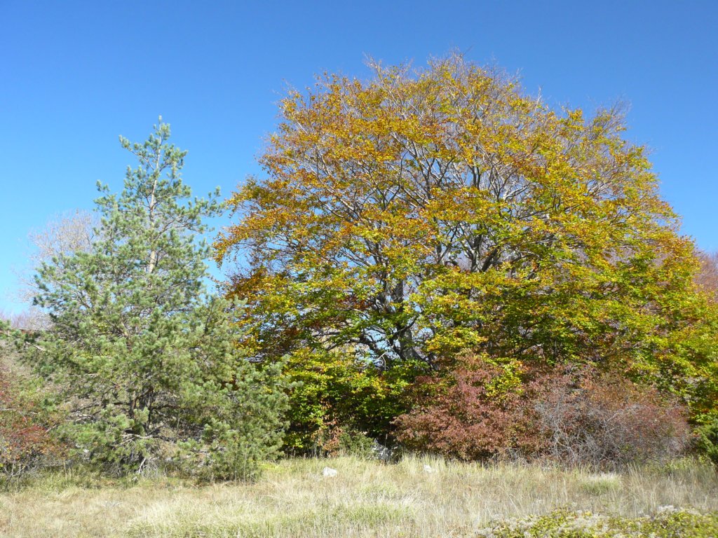 p1120201.jpg