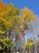 p1120223_small.jpg