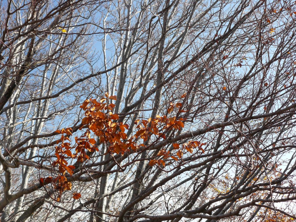 p1120234.jpg