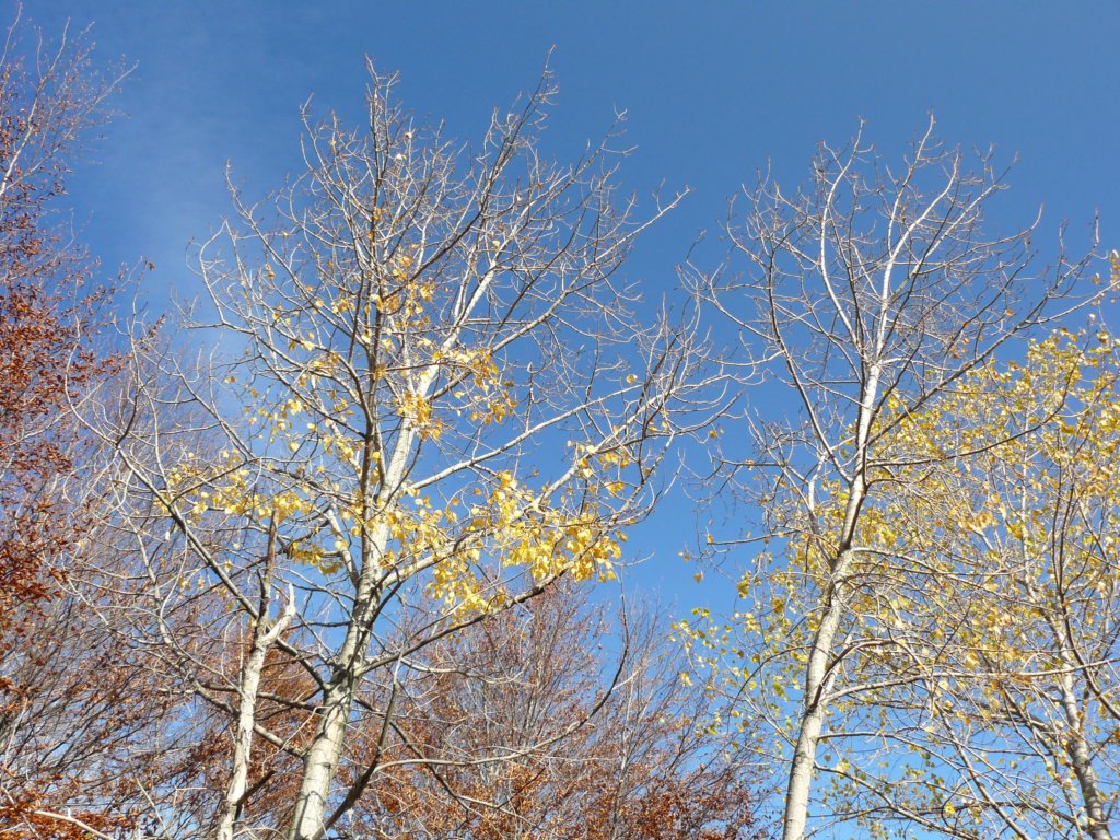 p1120236.jpg