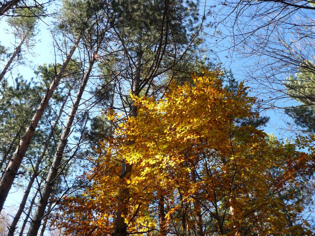 p1120239.jpg