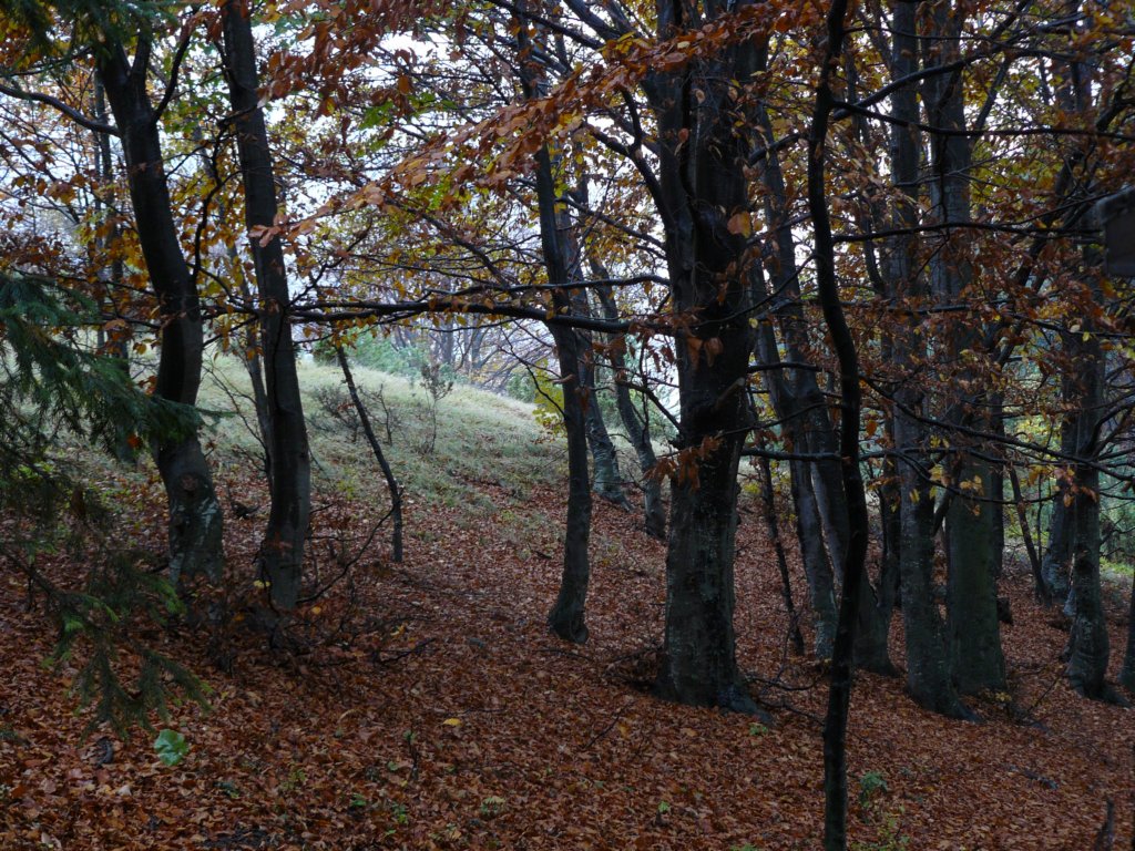 p1120247.jpg