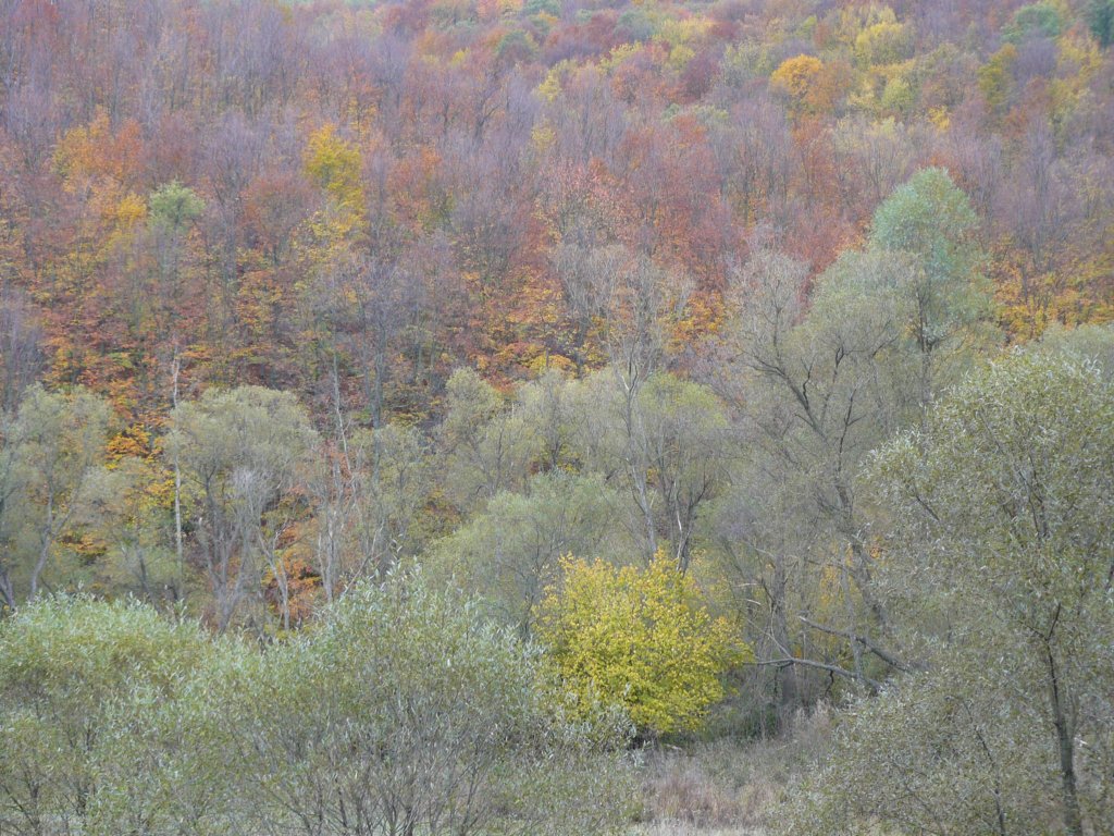 p1120250.jpg