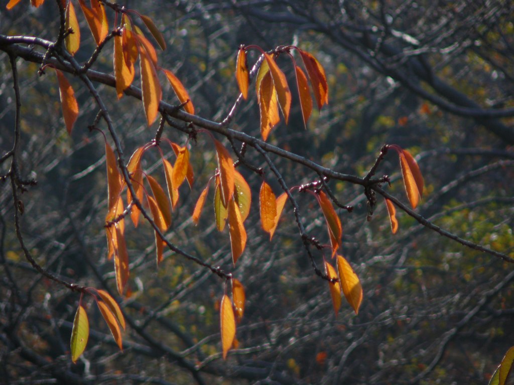 p1120380.jpg