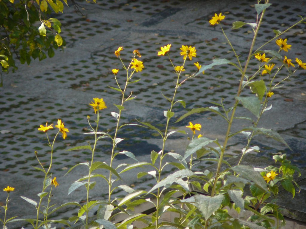 p1120382.jpg