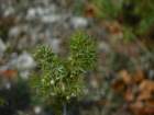 p1120396_small.jpg