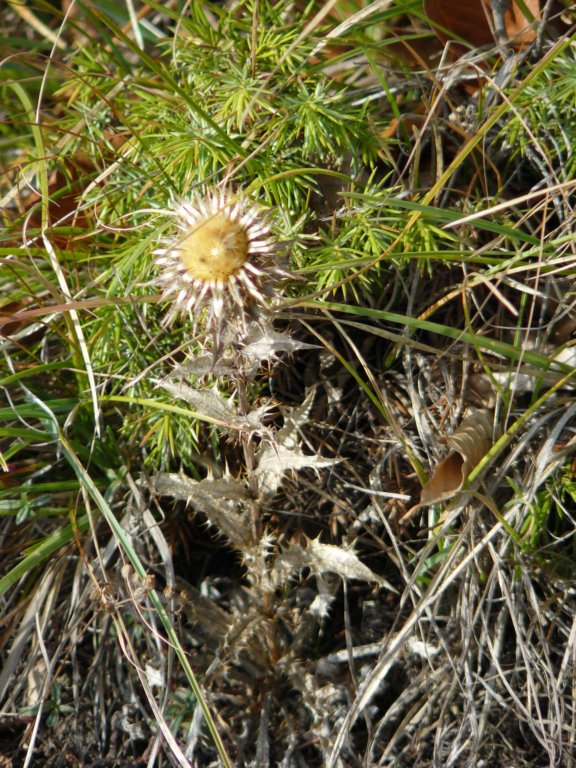 p1120416.jpg