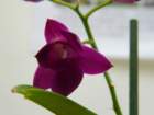 p1310373_small.jpg