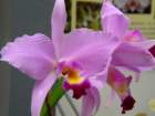 p1310375_small.jpg