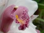 p1310412_small.jpg