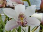 p1310426_small.jpg