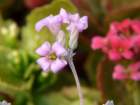 p1310460_small.jpg