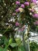 p1310505_small.jpg