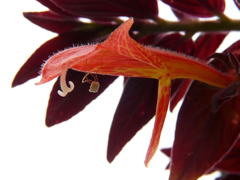 p1310521.jpg