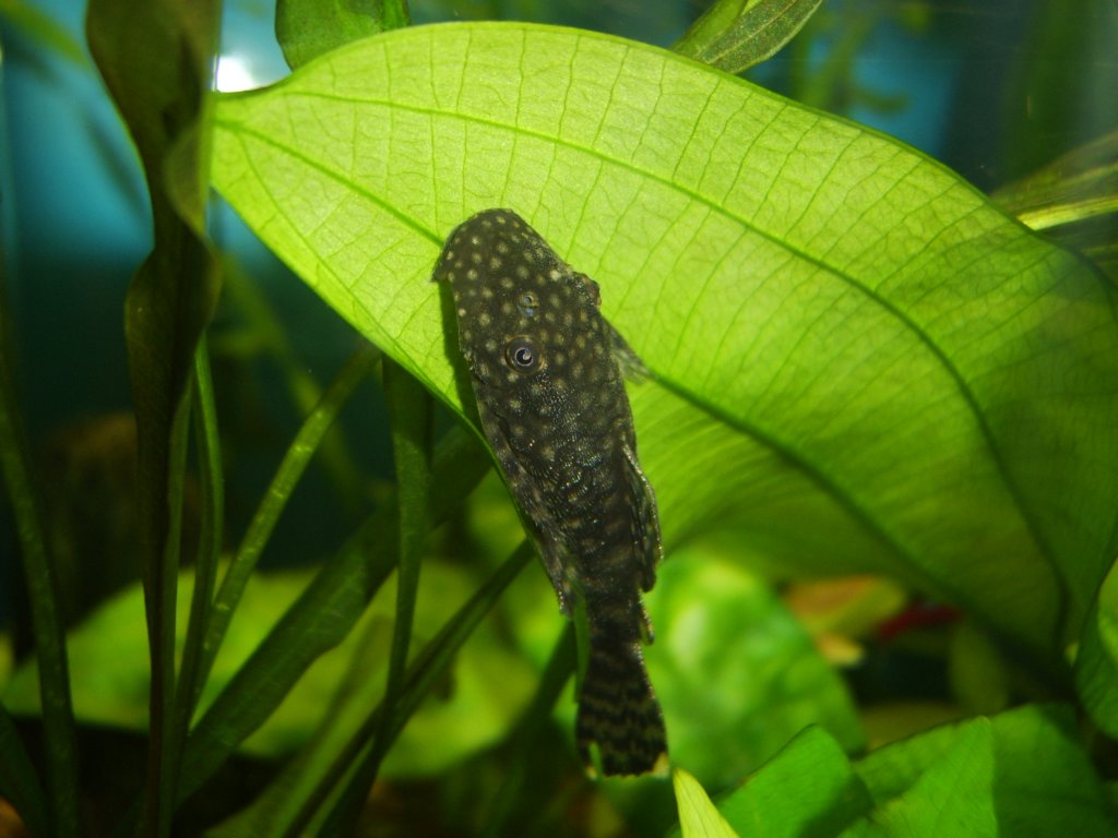 sta70886.jpg