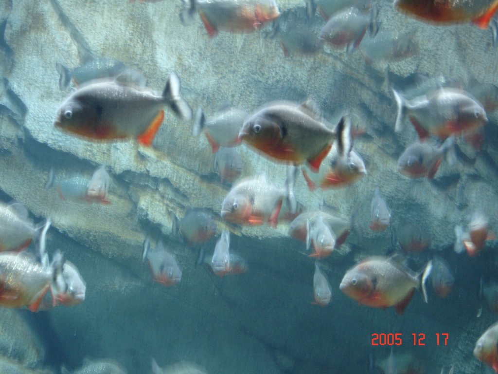 Photograph