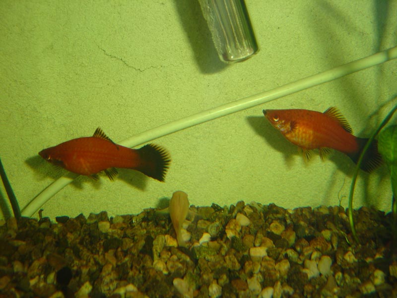 DSC00029
