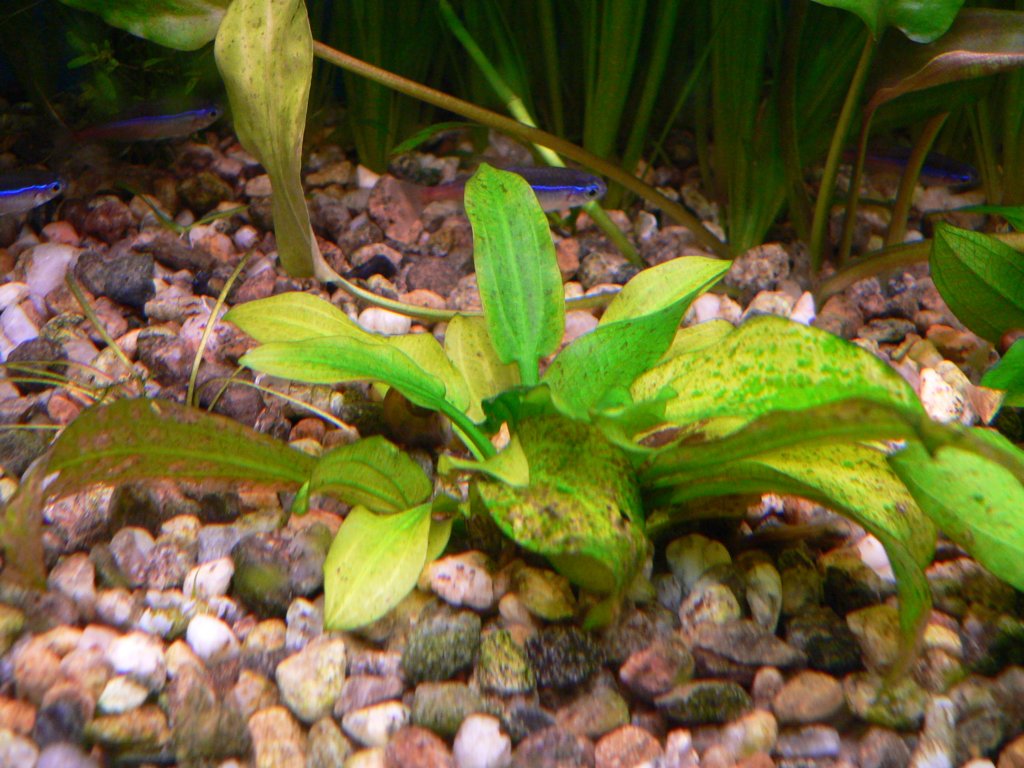 echinodorusleopard.jpg