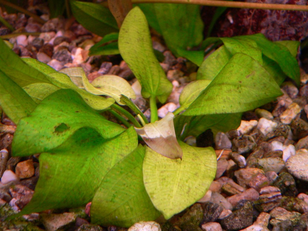 echinodorusleopard2.jpg
