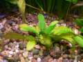 echinodorusleopard_small.jpg