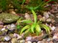 echinodorusquadricostatus_small.jpg