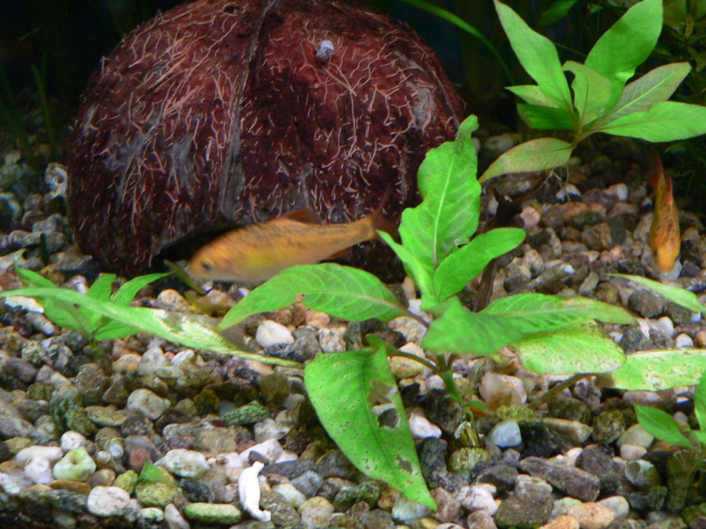 hygrophilacorymbosa2.jpg