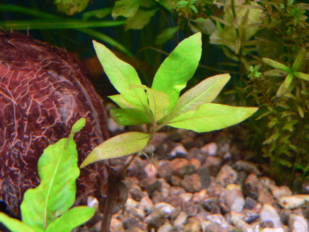 hygrophilacorymbosa3.jpg
