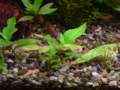 hygrophilacorymbosa_small.jpg