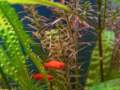 rotalaindica_small.jpg