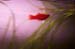 DCP_0154